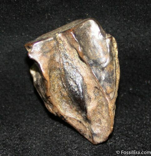 Triceratops Tooth #1138